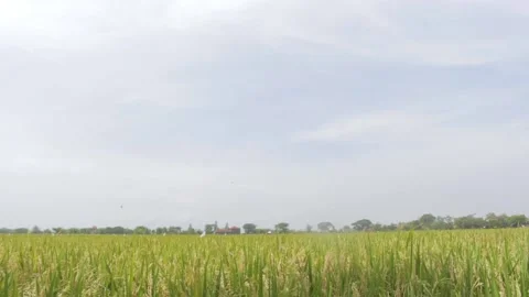 Serangga dan CU Sawah20 Stock Footage 239698381