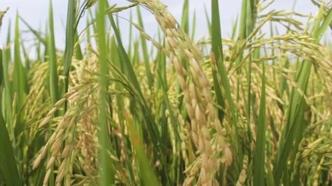 Serangga dan CU Sawah23 Stock Footage 239700595