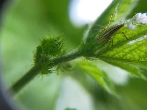 Serangga Stock Photos