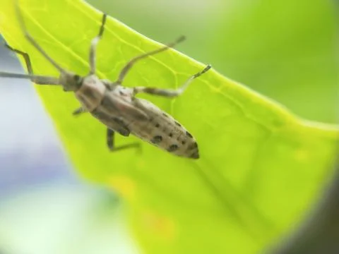 SERANGGA Foto stock