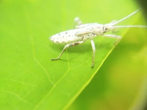 SERANGGA Stock Photos