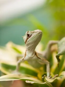 Serated Caquehesd Iguana on the leaf - Laemanctus serratus Foto stock