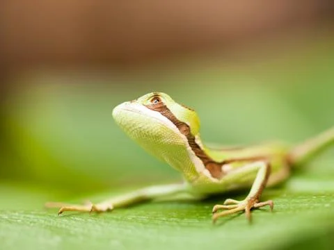 Serated Caquehesd Iguana on the leaf looking up - Laemanctus serratus Stock Photos