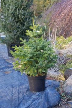 A Serbian spruce sapling in a black plastic pot at a plant nursery Stock Photos