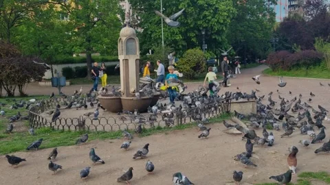 In Serdika’s central park, Sofia, children walk through a flock of pigeons Video stock 313575751