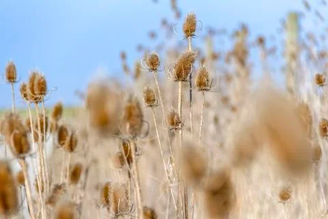 Sere teasel plants Stock Photos