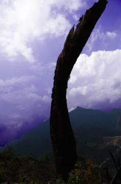 Sere trunk at mountainside Stock Photos