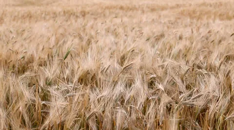 Сereal harvest Video stock 26145210