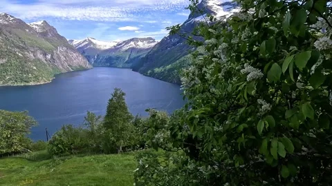 A seren tree with a view of the fjords and mountai Stock Footage 337364963