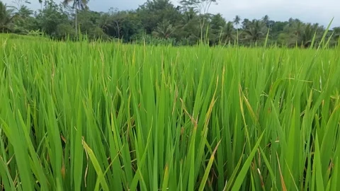 "Serenade of the Rice Field: Swirling Dance of Rice Plants" Stock Footage 243779358