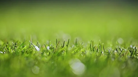 Serene 4K slow-motion of green grass and soft, dreamy bokeh. Stock Footage 290973881