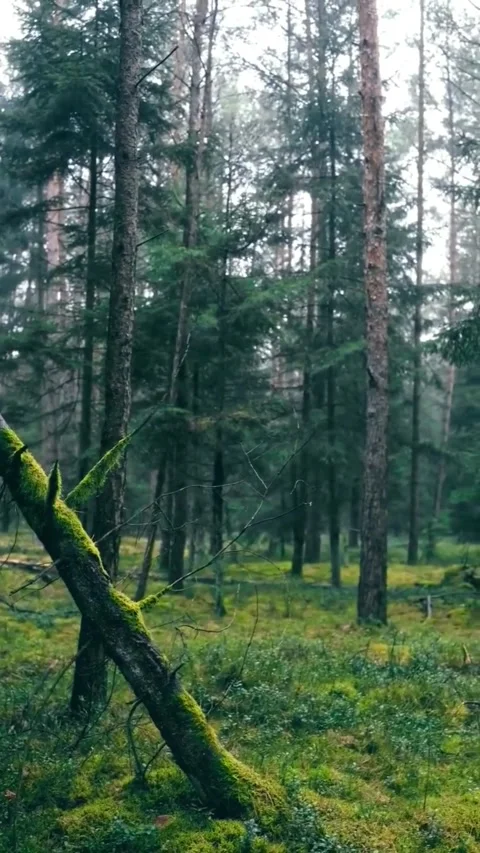 A serene and atmospheric scene in a dense, misty forest Stock Footage 337322948