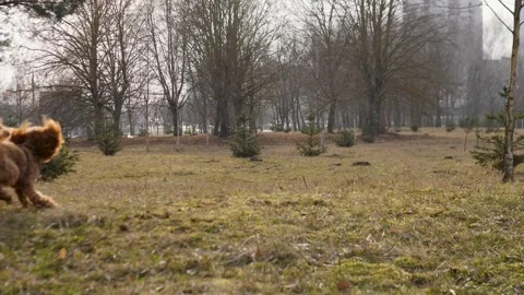 A Serene and Idyllic Landscape Featuring Bare Trees Surrounded by Open Ground Stock Footage 305256264