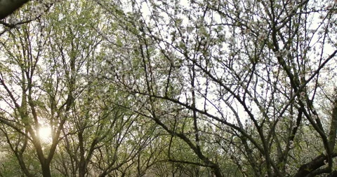 The Serene and Peaceful Canopy Comprising Lush Branches and a Vast, Clear Sky Stock Footage 307936711