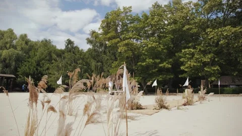 A Serene and Tranquil Beach Scene Featuring Soft Sand, Vibrant Plants, and Lush Stock Footage 308450985