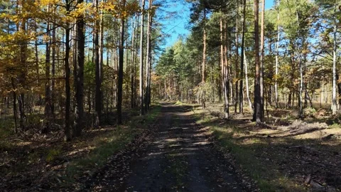 A Serene and Tranquil Path Through an Autumn Forest Stock Footage 319637322