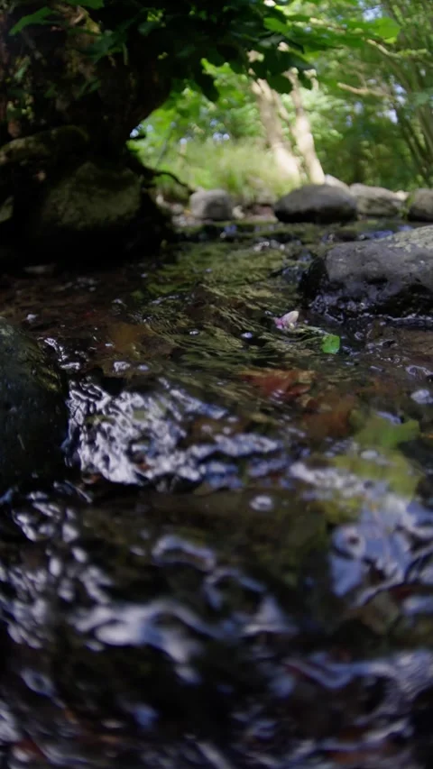 A Serene and Tranquil Stream is Flowing Gently Through Lush and Vibrant Greenery Stock Footage 305397735