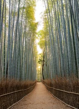 A serene and winding path located in the heart of Arashiyama Bamboo Forest in Stock Photos