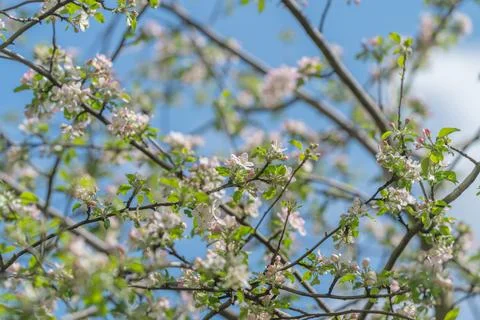 Serene apple blossoms complement soft cloud accents in setting. Tranquil appl Stock Photos