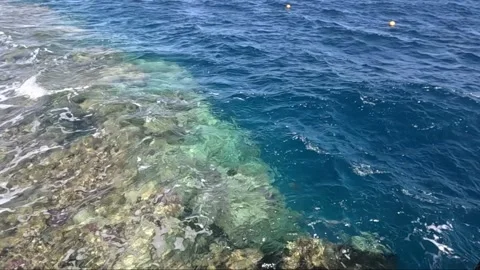 A Serene Aquarium of Nature: Exploring the Vibrant Underwater World with Crystal 库存影片 330103053