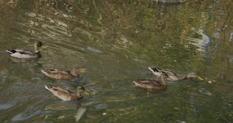 Serene Aquatic Scene Featuring Ducks Swimming Gracefully in a Calm Pond 스톡 동영상 343399941