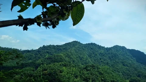 The serene atmosphere on the tree Stock Footage 321185549