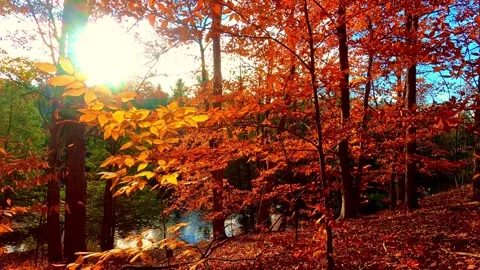Serene Autumn Forest with Sun Rays and Reflective River in 4K UHD Stock Footage 330362753