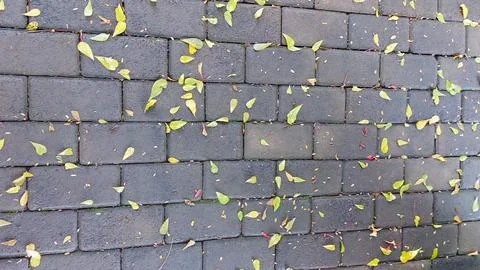 A serene autumn image capturing small yellow leaves Stock Photos
