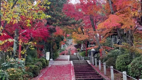Serene Autumn Pathway in Kyoto Exploding with Vibrant Foliage Colors Stock Footage 325021705