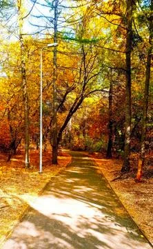 A serene autumn pathway meanders through a vibrant forest filled with colorful Stock Photos