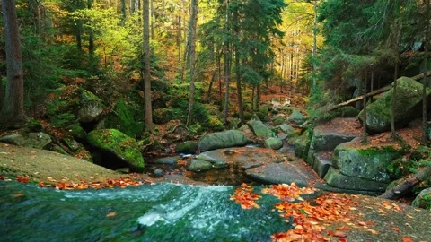 Serene Autumn River Flowing Through Vibrant Golden Forest with Fresh Water an Stock-Footage 344954102