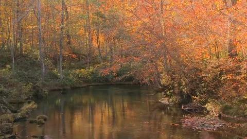 Serene Autumn River Flowing Through Golden Forest Stock Footage 346195730