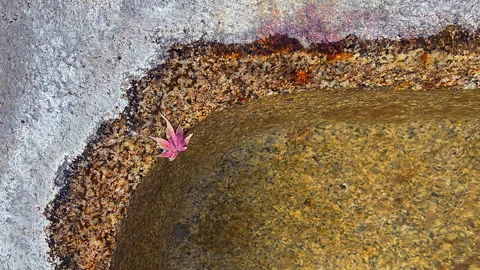 Serene background: Single red maple leaf floats in granite stone basin 動画素材 324772276