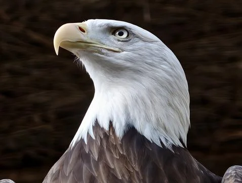 Serene bald eagle image. Noble and calm bald eagle depicted with layered fe.. Stock Photos