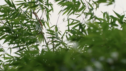 Serene bamboo with dew drops. Gentle breeze echoes through bamboo foliage. Calm Stock Footage 345165011