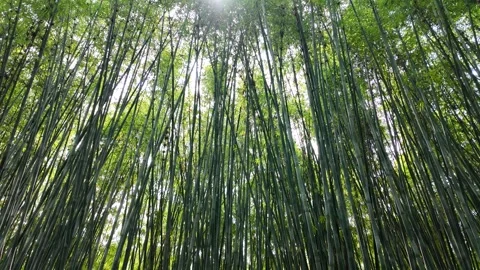 Serene Bamboo Forest Canopy with Sunlight Filtering Through Leaves in China Stock-Footage 332941156