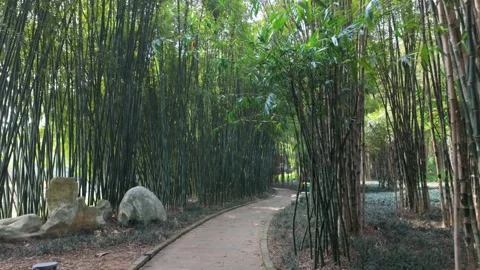 Serene Bamboo Forest Path in China with Lush Greenery and Natural Light Stock Footage 332940923