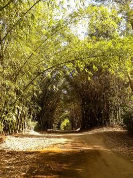 Serene Bamboo Forest Path Stock Photos