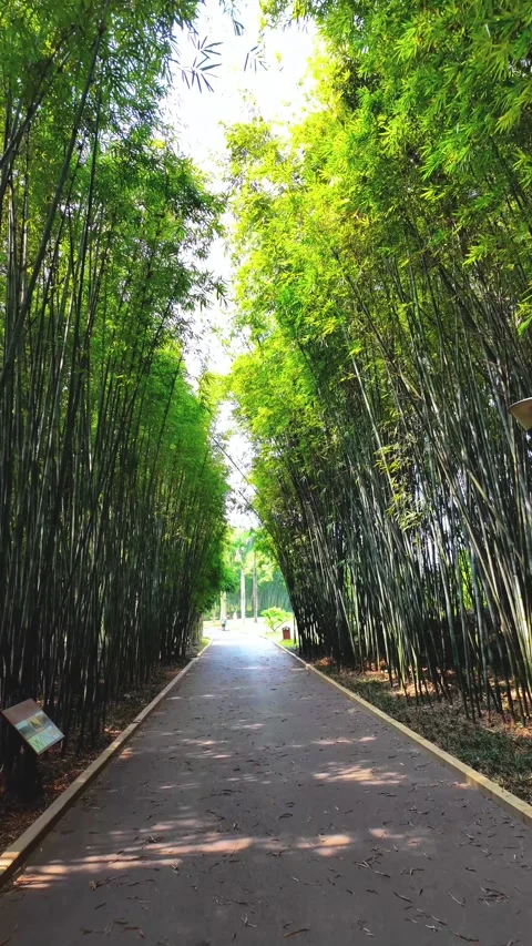 Serene Bamboo Forest Pathway in China: A Tranquil Journey Through Nature's .. Stock Footage 332941018