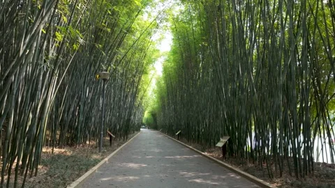 Serene Bamboo Forest Pathway in China: A Tranquil Journey Through Nature's .. Stock-Footage 332941492