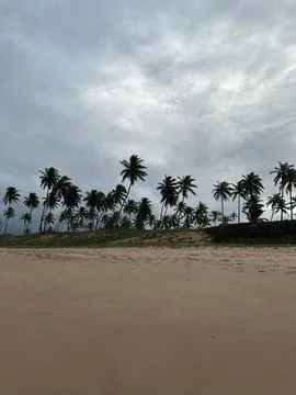 Serene beach with palm trees Stock Photos