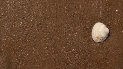 A Serene Beach Scene showcasing a Beautiful Shell gently resting on the Sandy Stock Footage 284317267