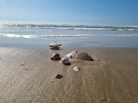 Serene beach with shells Stock Photos