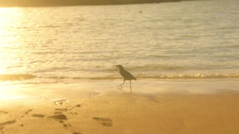 A serene beach video shows a bird by the waters edge, enhancing tranquility Stock Footage 317045696