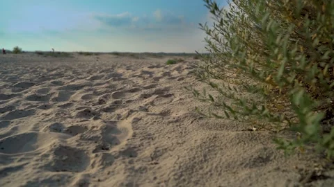 A serene beachscape with sandy foreground and sparse foliage under a cloudy sky. Stock Footage 266467592