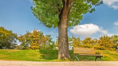 A serene bench under a tree Sakarya City Park, surrounded lush summer greener Stock Photos