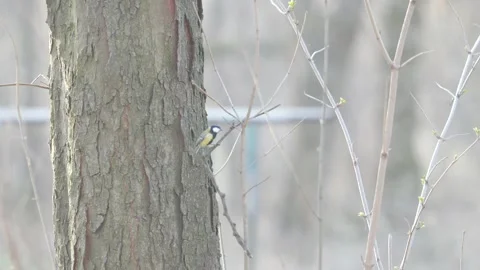 Serene Bird Perched on Budding Branches in Early Spring | HLG Stock Footage 304169456