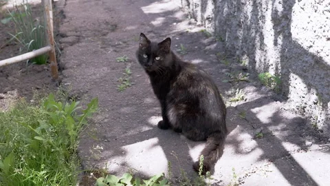 Serene Black Cat in Sunlight Stock Footage 293203781