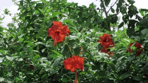Serene Bloom - A Whimsy of Wildfire Red Petals Stock Footage 314461390