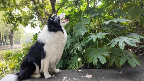 Serene Border Collie Sitting and Looking Around in a Lush Park Video stock 331509257